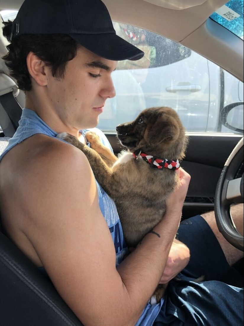 40 perros y gatos cuyos ojos brillan con amor y adoración 40 perros y gatos cuyos ojos brillan con amor y adoración