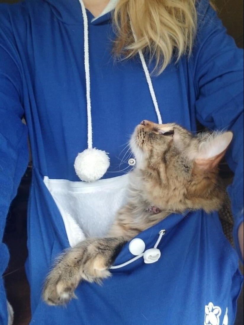 40 perros y gatos cuyos ojos brillan con amor y adoración 40 perros y gatos cuyos ojos brillan con amor y adoración