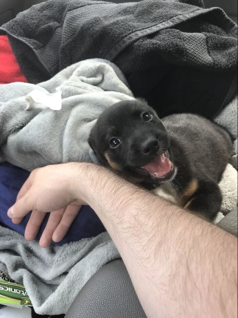 40 perros y gatos cuyos ojos brillan con amor y adoración 40 perros y gatos cuyos ojos brillan con amor y adoración