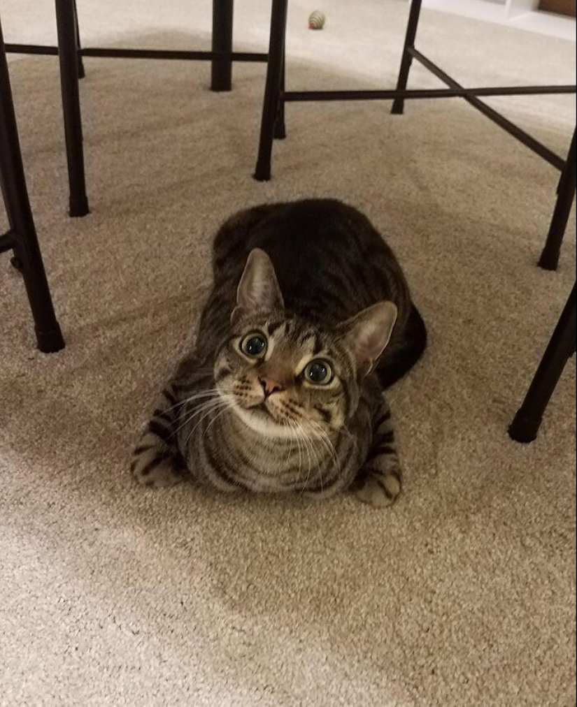 40 perros y gatos cuyos ojos brillan con amor y adoración 40 perros y gatos cuyos ojos brillan con amor y adoración