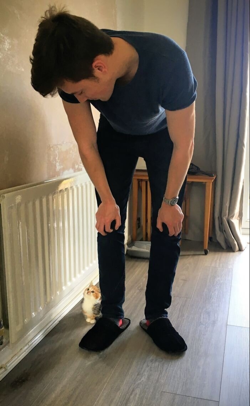 40 perros y gatos cuyos ojos brillan con amor y adoración 40 perros y gatos cuyos ojos brillan con amor y adoración