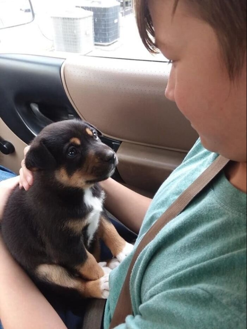 40 perros y gatos cuyos ojos brillan con amor y adoración 40 perros y gatos cuyos ojos brillan con amor y adoración