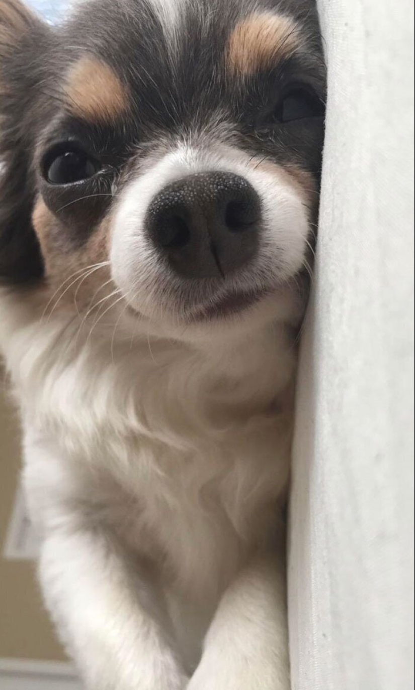 40 perros y gatos cuyos ojos brillan con amor y adoración 40 perros y gatos cuyos ojos brillan con amor y adoración