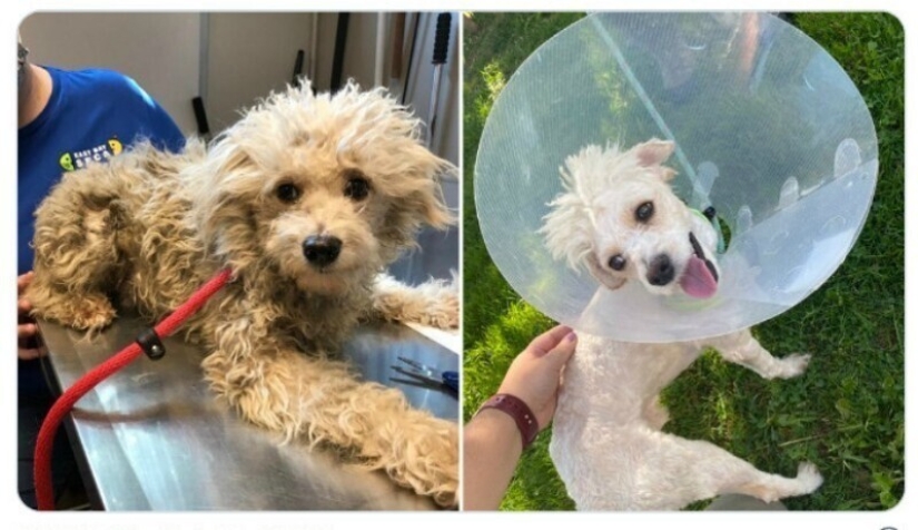 40 tocar fotos de animales en el estilo de "entonces y ahora"