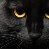 5 mitos y 5 realidades sobre los gatos negros en la cultura