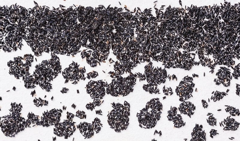 5 mosquito etapas de la vida: desde el huevo a la hibernación 5 mosquito etapas de la vida: desde el huevo a la hibernación