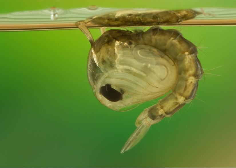 5 mosquito etapas de la vida: desde el huevo a la hibernación 5 mosquito etapas de la vida: desde el huevo a la hibernación