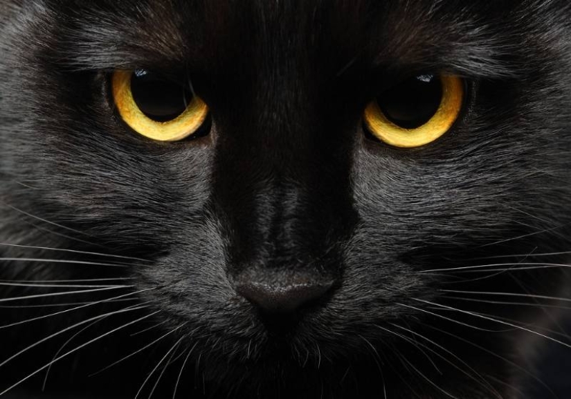 5 myths and 5 real facts about black cats in culture 5 myths and 5 real facts about black cats in culture