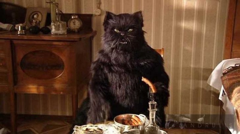 5 myths and 5 real facts about black cats in culture 5 myths and 5 real facts about black cats in culture