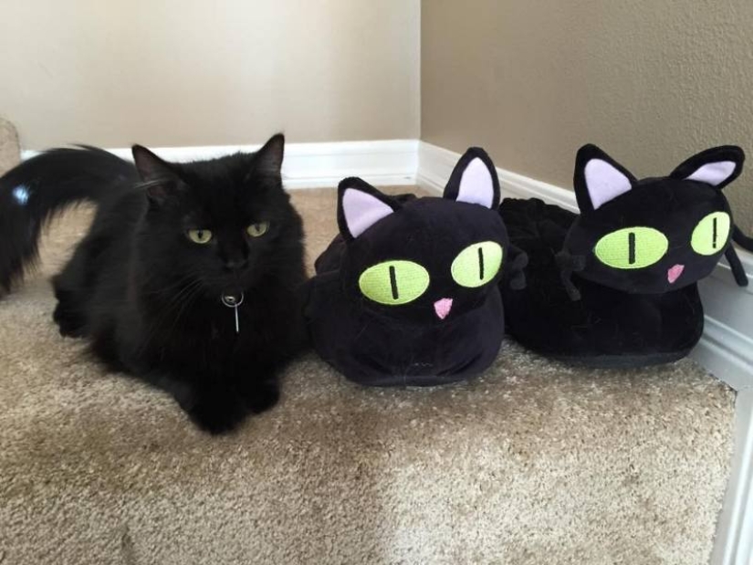 5 myths and 5 real facts about black cats in culture 5 myths and 5 real facts about black cats in culture