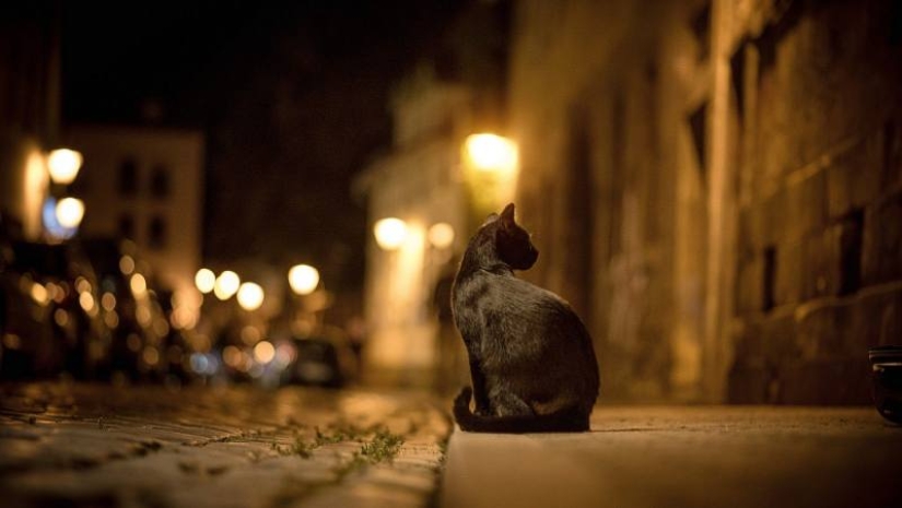 5 myths and 5 real facts about black cats in culture 5 myths and 5 real facts about black cats in culture