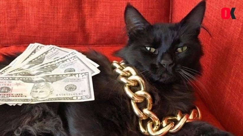 5 myths and 5 real facts about black cats in culture 5 myths and 5 real facts about black cats in culture