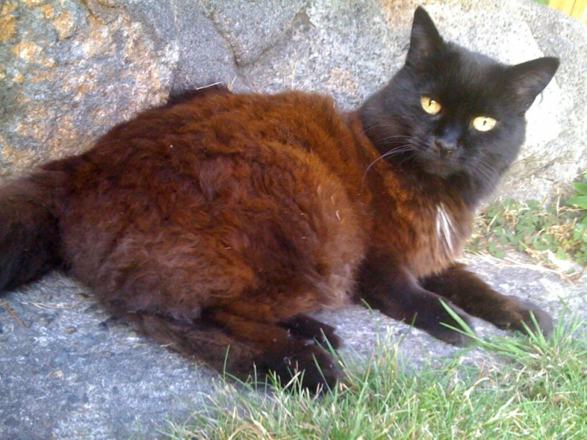 5 myths and 5 real facts about black cats in culture 5 myths and 5 real facts about black cats in culture