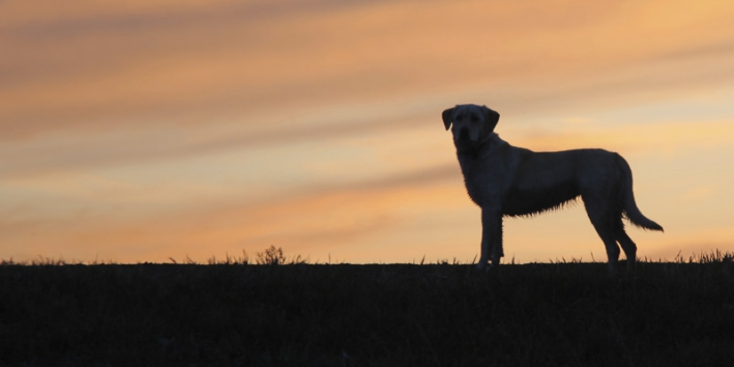 5 of the most idiotic reasons for war in history