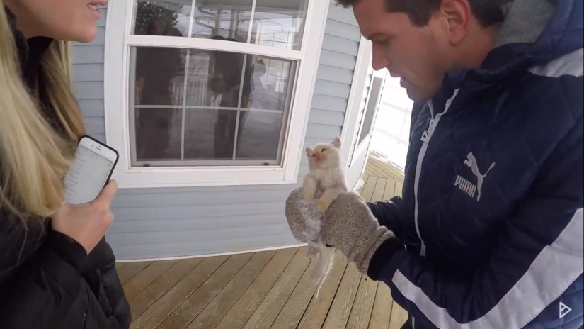 5 stories of curious seals, which had to rescue out of trouble