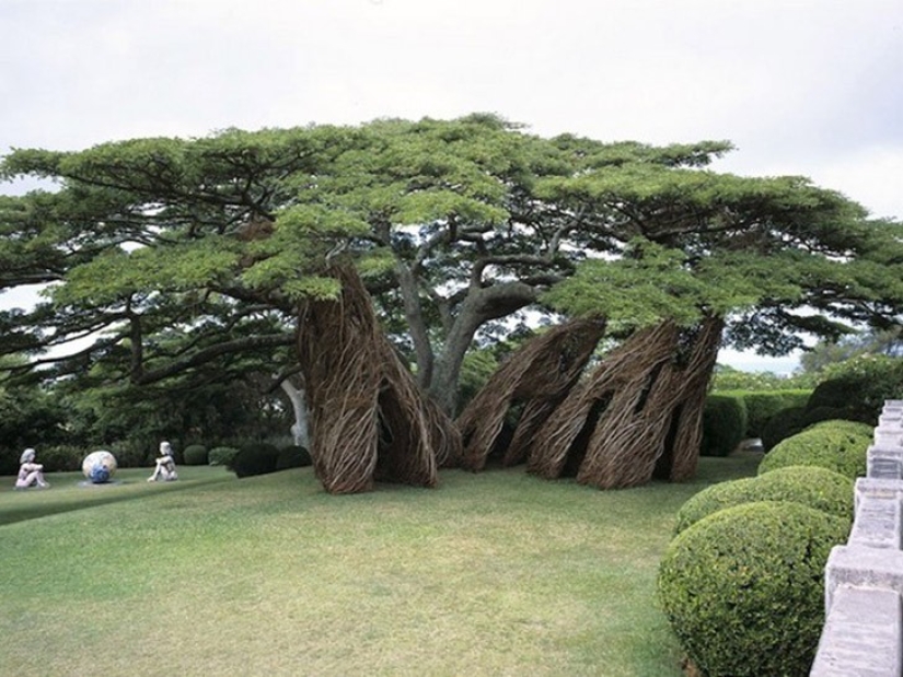 5 unusual structures in giant trees