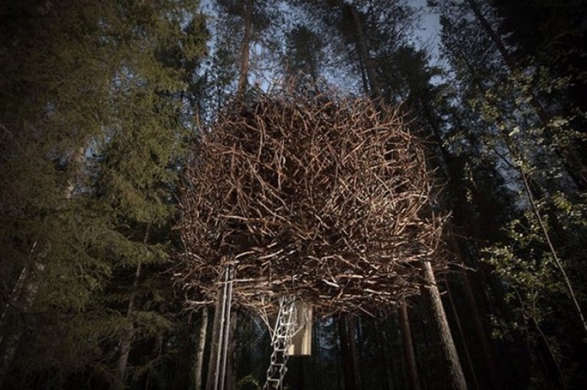 5 unusual structures in giant trees