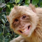 5 Ways Animals Express Human Emotions