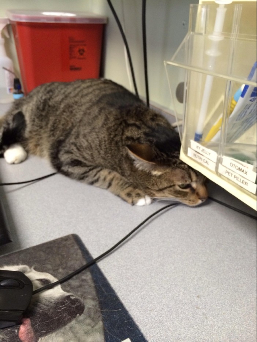 50 cats who just realized that they were brought to the vet
