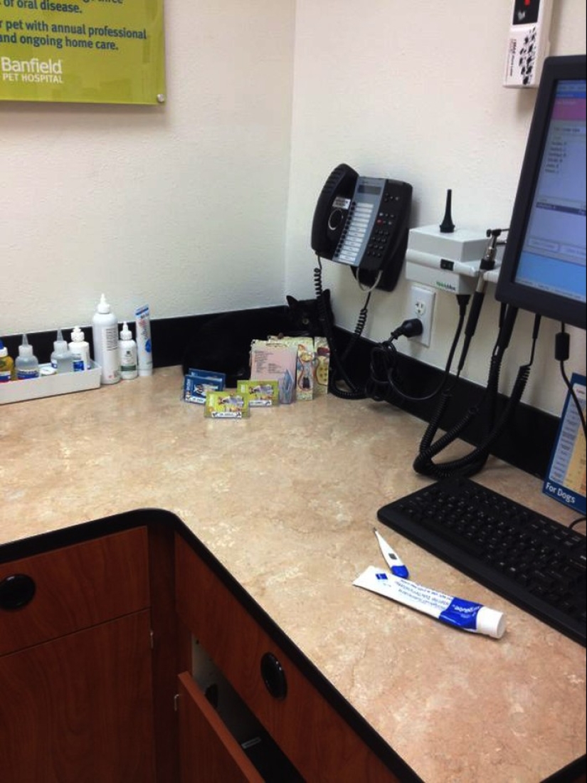 50 cats who just realized that they were brought to the vet