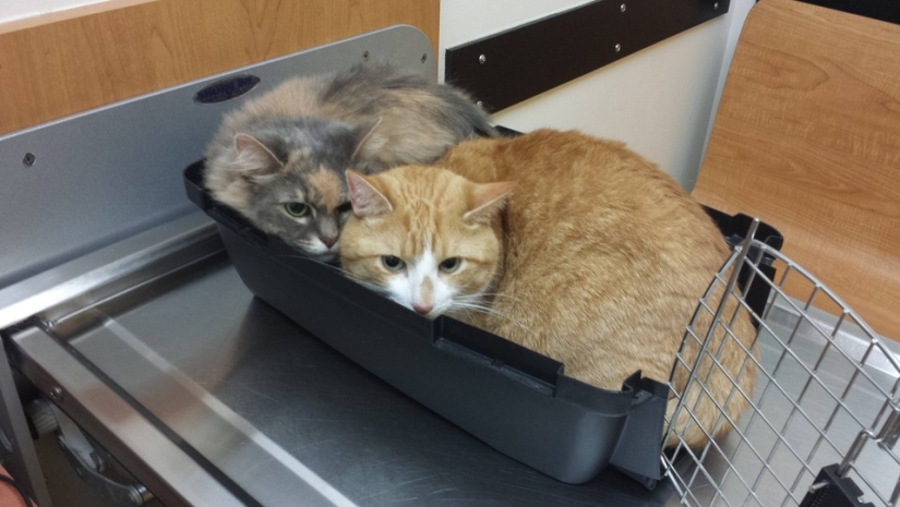 50 cats who just realized that they were brought to the vet