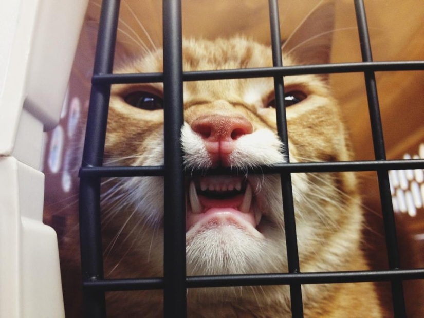 50 cats who just realized that they were brought to the vet