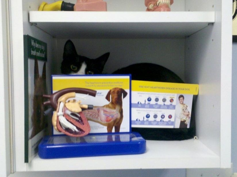 50 cats who just realized that they were brought to the vet