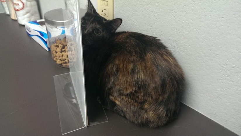 50 cats who just realized that they were brought to the vet