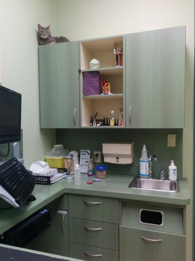 50 cats who just realized that they were brought to the vet