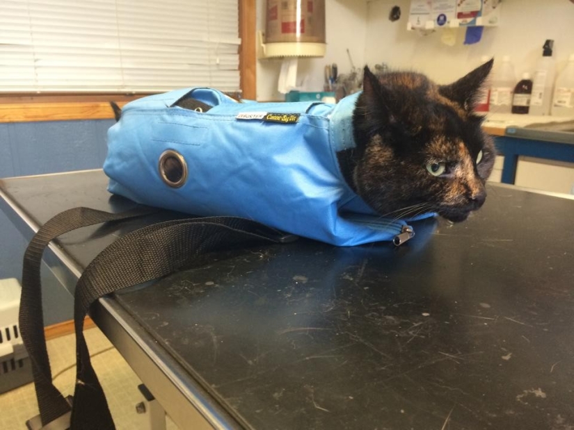 50 cats who just realized that they were brought to the vet