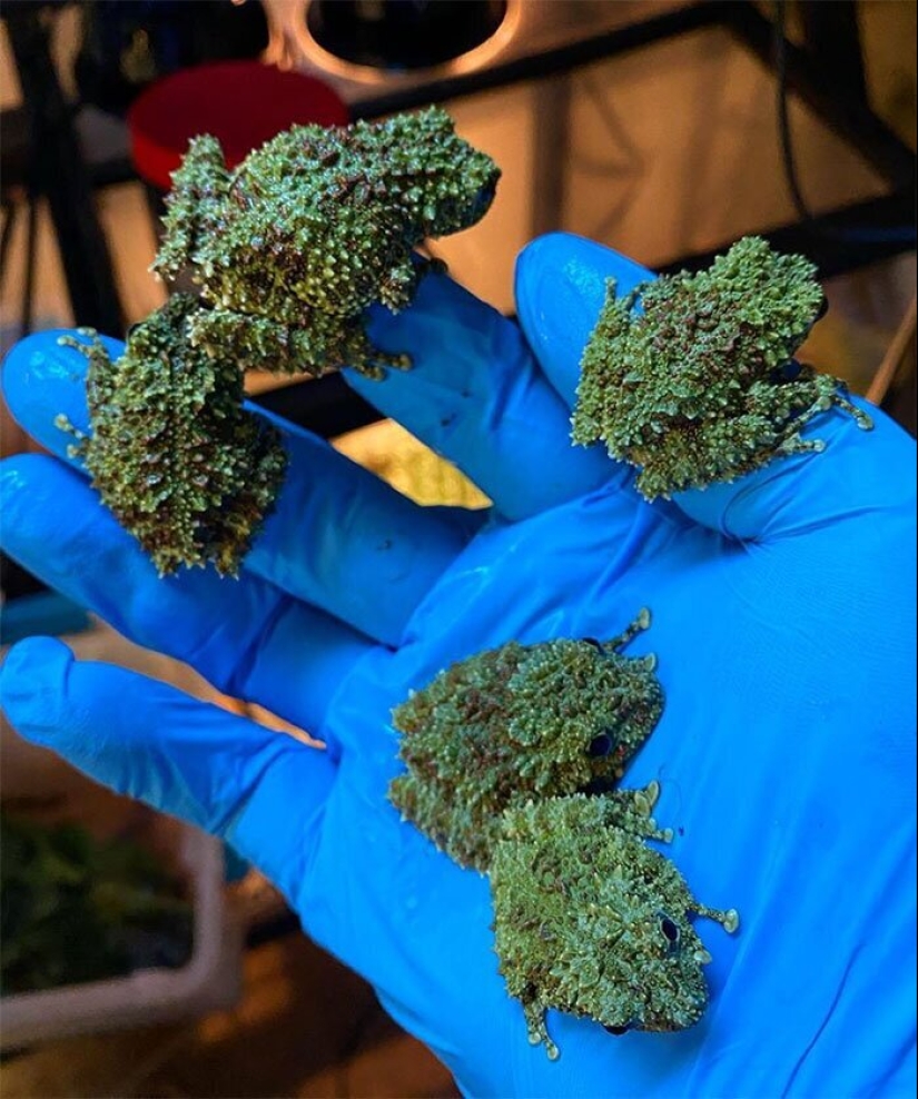 50 eerie examples of when Mother nature made numb from the horror