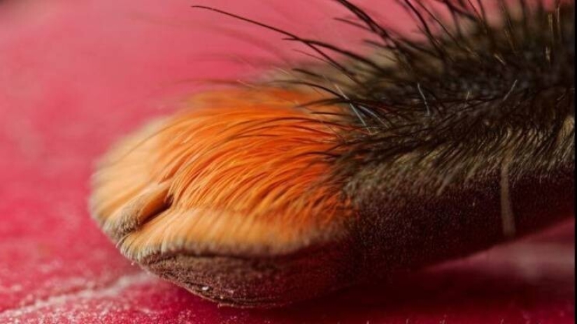 50 examples of how fascinating, unusual and diverse our world is