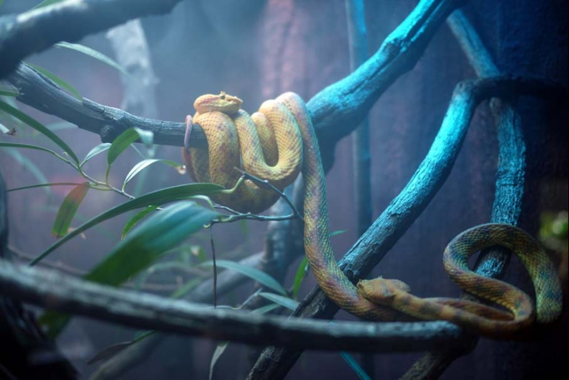 50 fotos de adorables serpientes 50 fotos de adorables serpientes