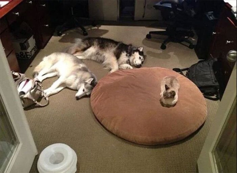 50 fotos divertidas de perros tristes, gatos expulsados de sus lugares 50 fotos divertidas de perros tristes, gatos expulsados de sus lugares