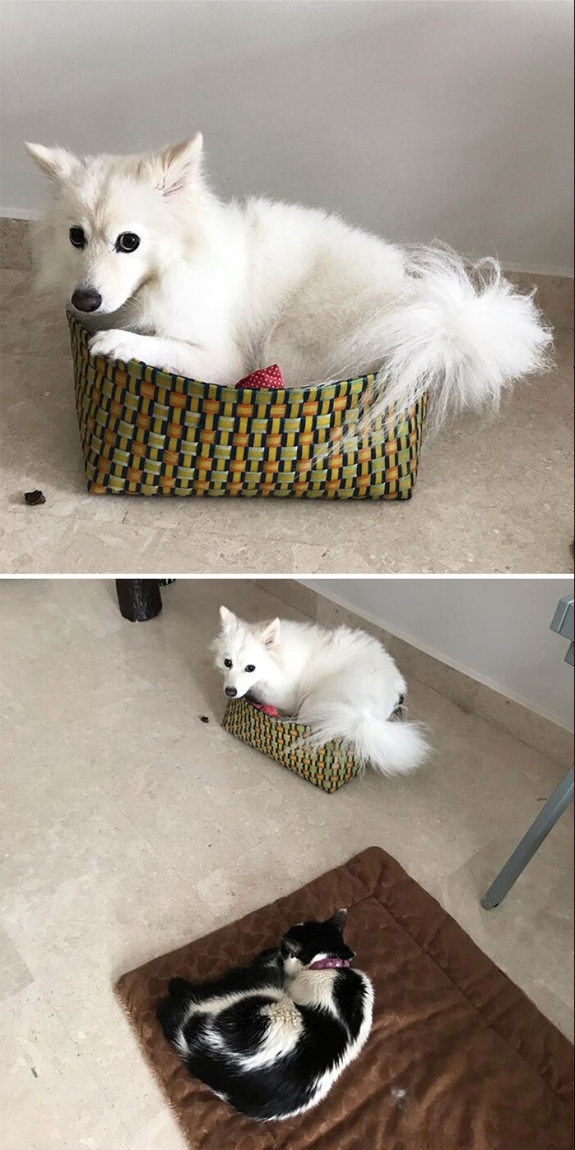 50 fotos divertidas de perros tristes, gatos expulsados de sus lugares 50 fotos divertidas de perros tristes, gatos expulsados de sus lugares