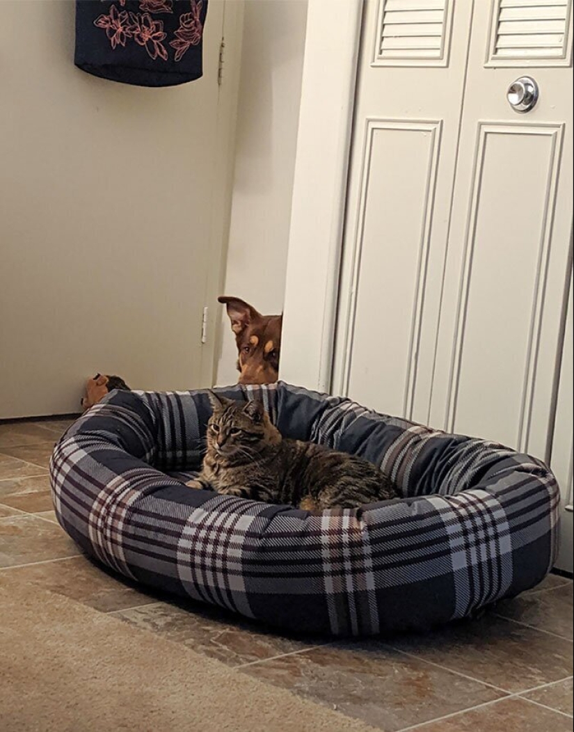 50 fotos divertidas de perros tristes, gatos expulsados de sus lugares 50 fotos divertidas de perros tristes, gatos expulsados de sus lugares