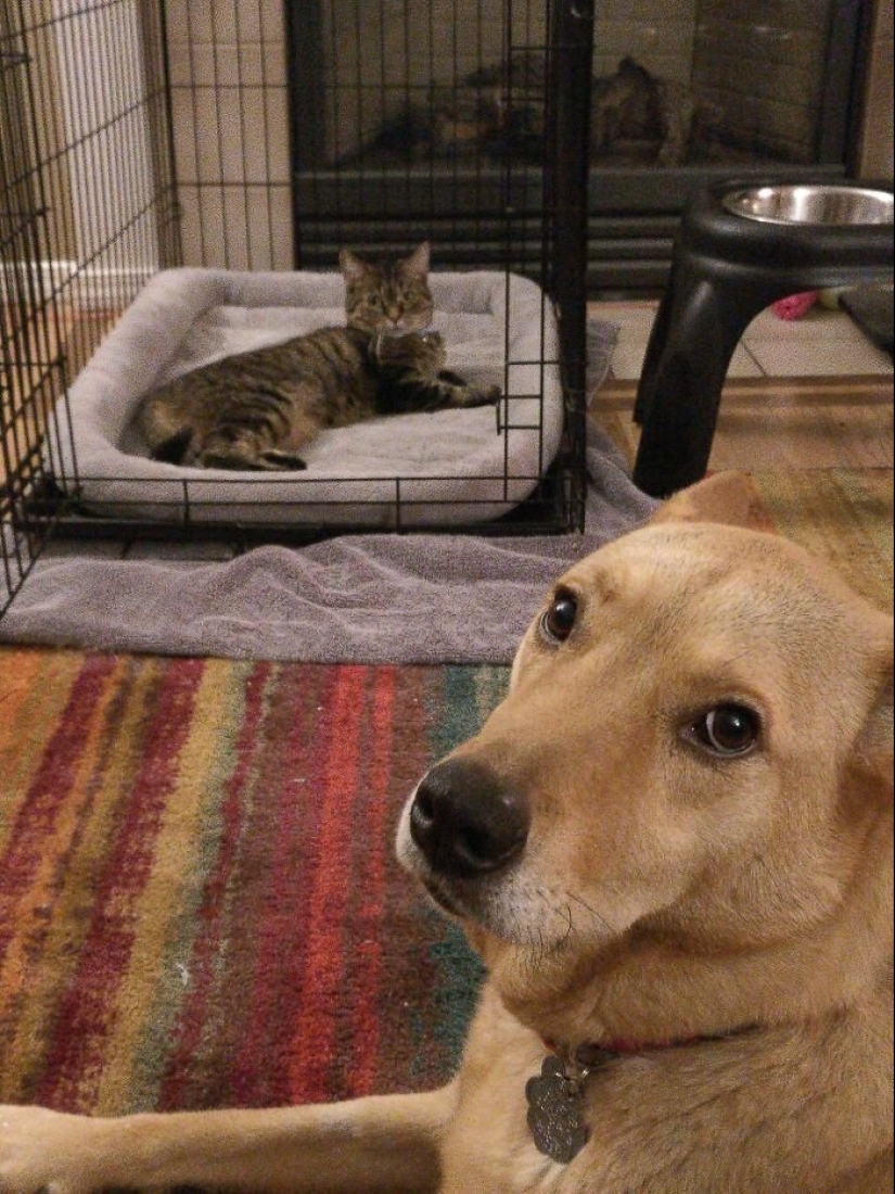 50 fotos divertidas de perros tristes, gatos expulsados de sus lugares 50 fotos divertidas de perros tristes, gatos expulsados de sus lugares