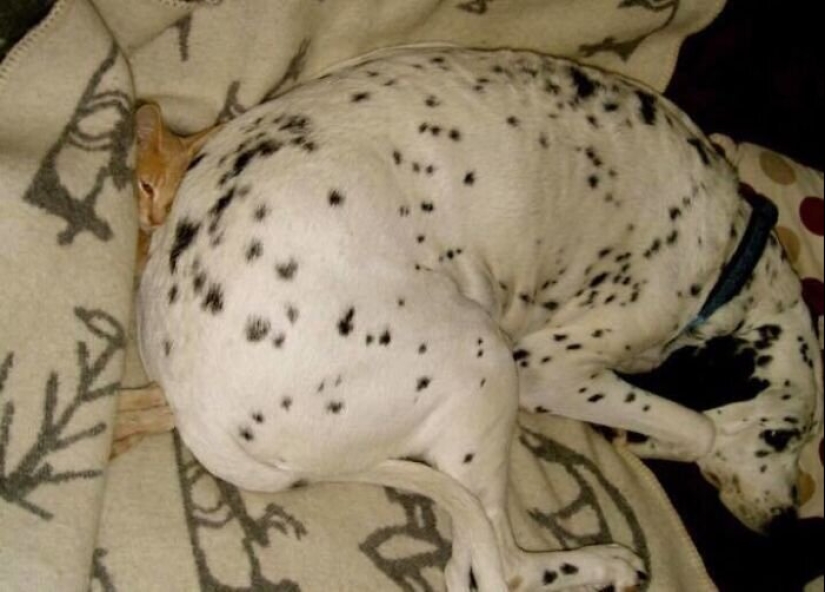 50 fotos divertidas de perros tristes, gatos expulsados de sus lugares 50 fotos divertidas de perros tristes, gatos expulsados de sus lugares