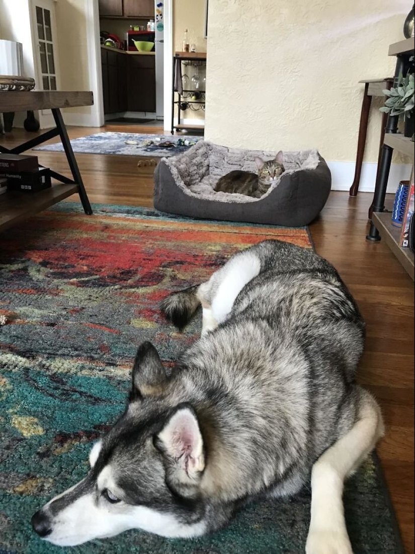 50 fotos divertidas de perros tristes, gatos expulsados de sus lugares 50 fotos divertidas de perros tristes, gatos expulsados de sus lugares