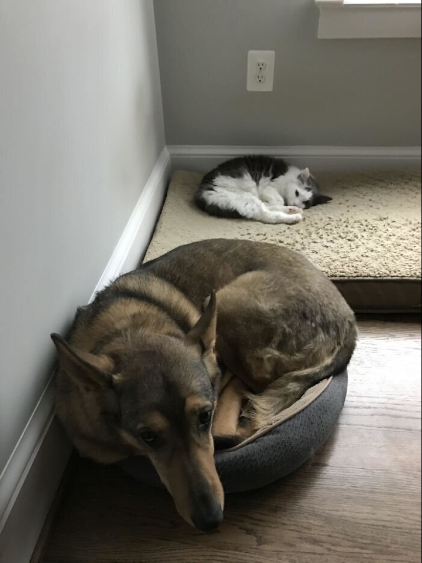 50 fotos divertidas de perros tristes, gatos expulsados de sus lugares 50 fotos divertidas de perros tristes, gatos expulsados de sus lugares