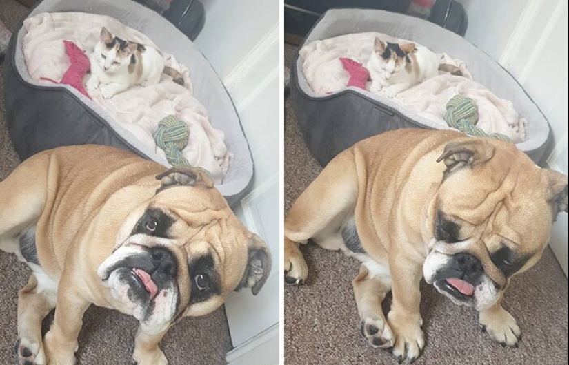 50 fotos divertidas de perros tristes, gatos expulsados de sus lugares 50 fotos divertidas de perros tristes, gatos expulsados de sus lugares