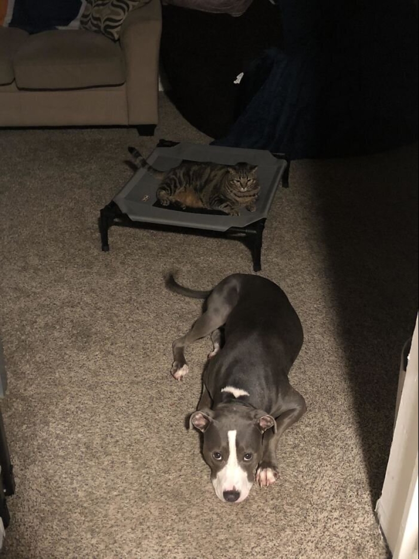 50 fotos divertidas de perros tristes, gatos expulsados de sus lugares 50 fotos divertidas de perros tristes, gatos expulsados de sus lugares