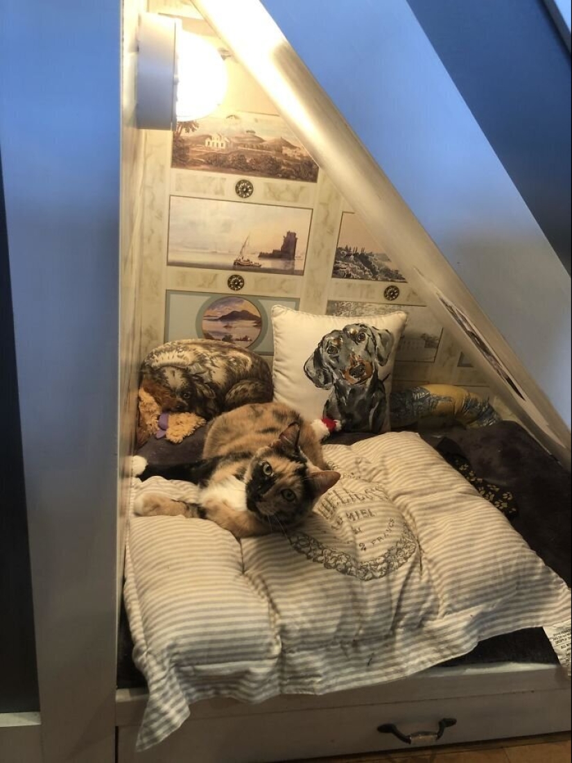 50 fotos divertidas de perros tristes, gatos expulsados de sus lugares 50 fotos divertidas de perros tristes, gatos expulsados de sus lugares