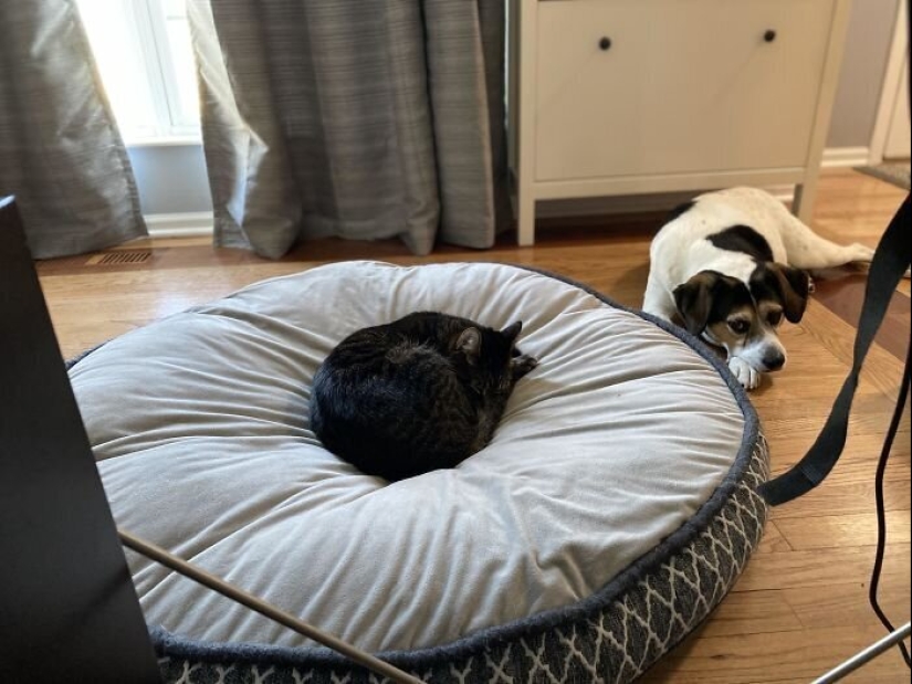 50 fotos divertidas de perros tristes, gatos expulsados de sus lugares 50 fotos divertidas de perros tristes, gatos expulsados de sus lugares