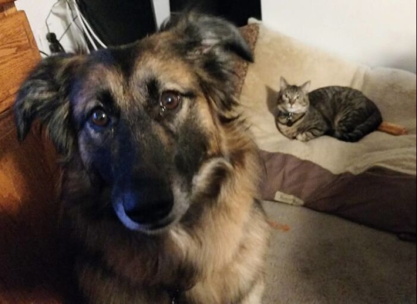 50 fotos divertidas de perros tristes, gatos expulsados de sus lugares 50 fotos divertidas de perros tristes, gatos expulsados de sus lugares