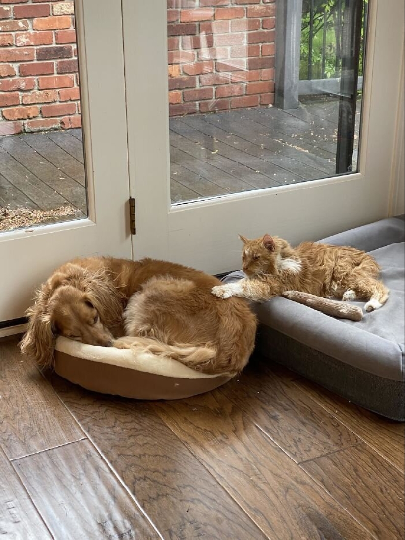 50 fotos divertidas de perros tristes, gatos expulsados de sus lugares 50 fotos divertidas de perros tristes, gatos expulsados de sus lugares