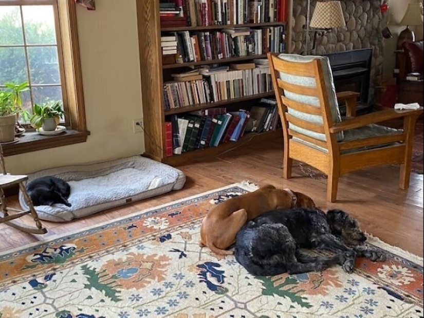 50 fotos divertidas de perros tristes, gatos expulsados de sus lugares 50 fotos divertidas de perros tristes, gatos expulsados de sus lugares