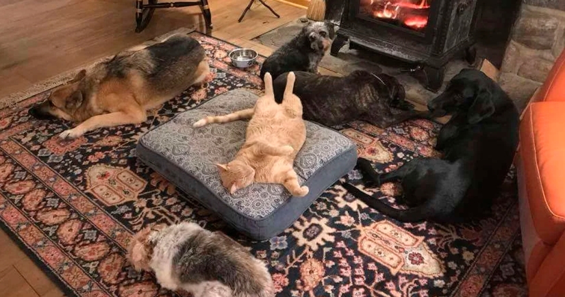 50 funny pictures of sad dogs, cats expelled from their places