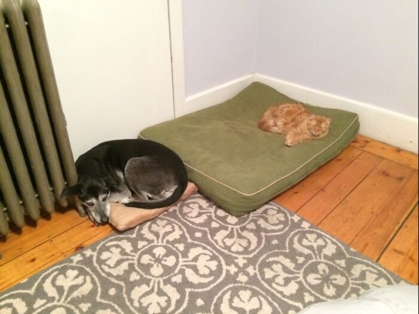 50 funny pictures of sad dogs, cats expelled from their places