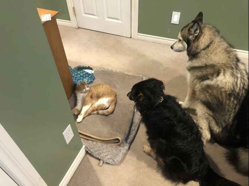 50 funny pictures of sad dogs, cats expelled from their places